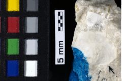 Foto (Detailansicht) von Cracensigillatus gracilirostrus (Robins, Feldmann & Schweitzer, 2013) (NHMW-GEO-1990-0041-0165)